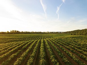 Domaine des Chaumes | Sancerre | Pouilly Fume