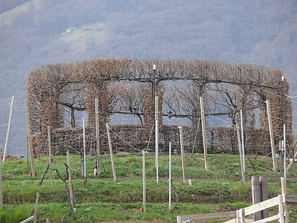 Vigna Dogarina | Campodipietra | Veneto | Prosecco