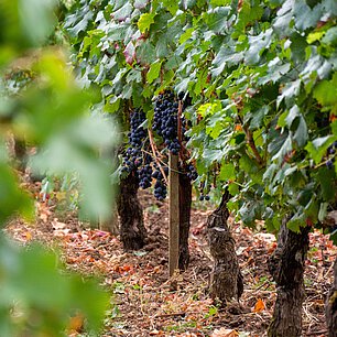 Château Maucamps | Haut Médoc Cru Bourgeois