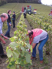 Champagner | Copinet Marie