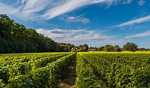 Domaine Jean-Michel Sorbe | Joseph Mellot | Reuilly Rosé